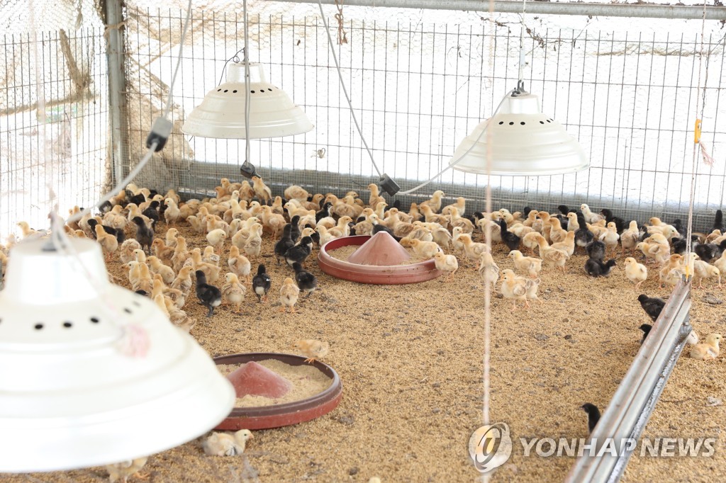 부여 양계장서 불…병아리 6만여 마리 폐사