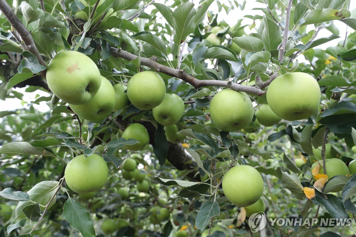 올해 사과·배·감귤 등 과일 재배면적 1% 감소…고령화 영향