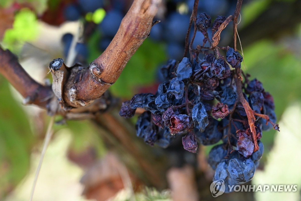 기후변화, 와인도 때렸다…세계 생산량 62년만에 최저