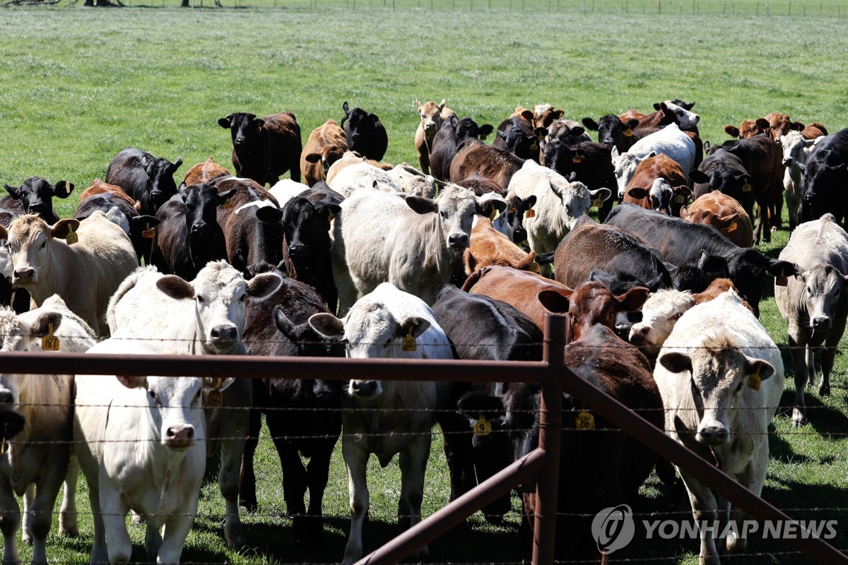 美 '조류인플루엔자 감염 젖소' 6개주서 확인…인체 전염 우려