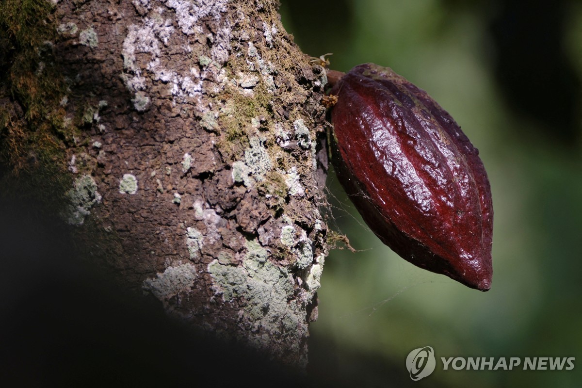 '기후플레이션' 온다…커피·카카오·올리브유 국제가격 급등