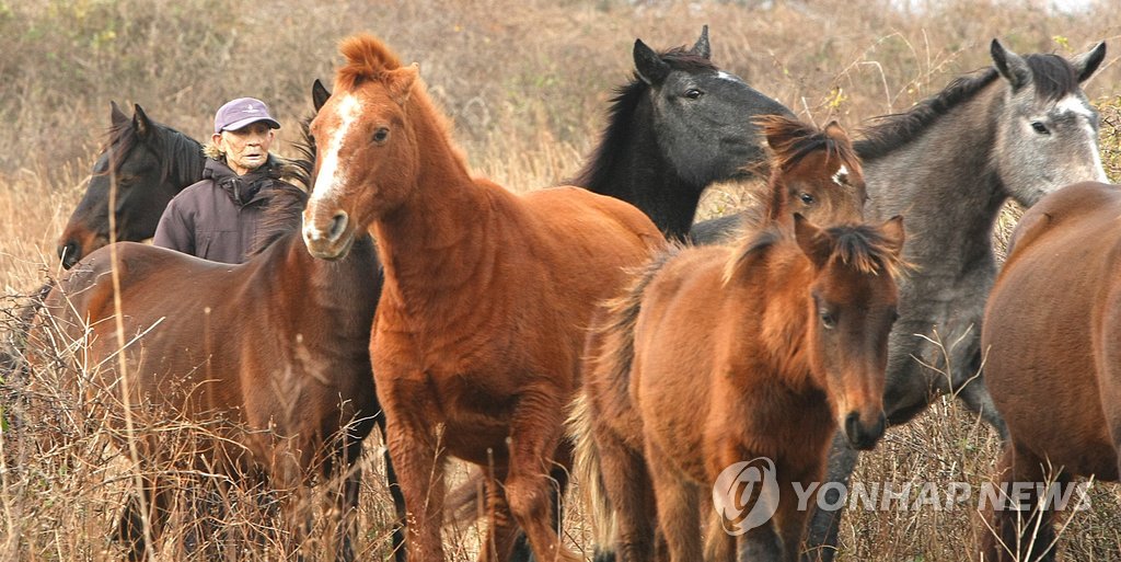 [다시! 제주문화] (83)"마지막 말테우리도 떠났다"…사라지는 목축문화