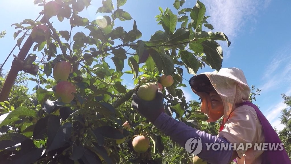 金사과 막는다…계약재배물량 세 배로·강원 재배지 2천㏊ 조성