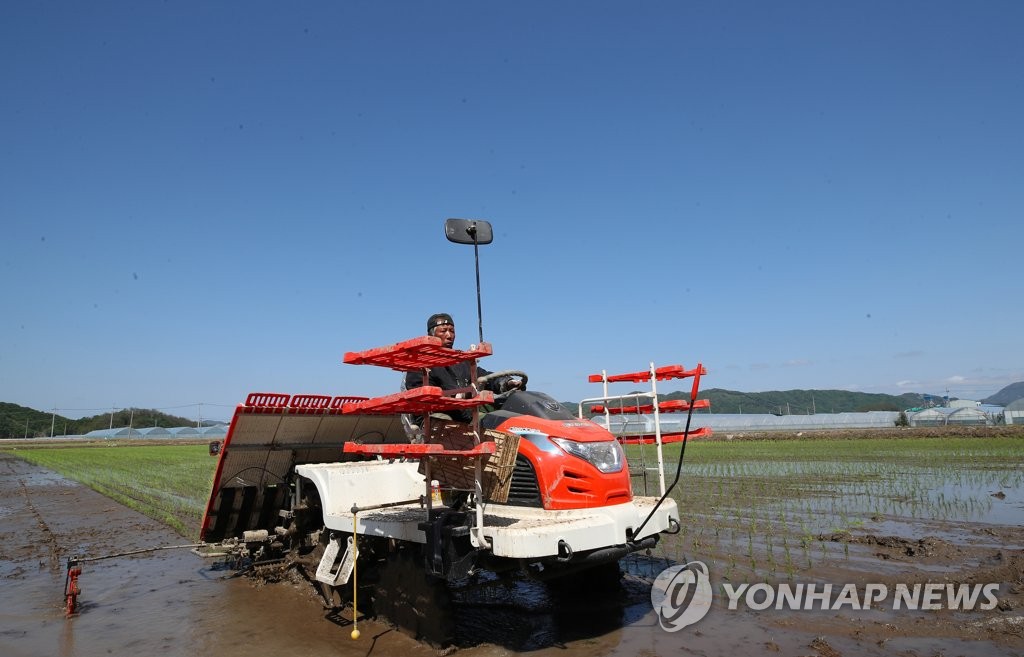 '오대쌀의 고향' 철원군, 이번 주말 첫 모내기 시작