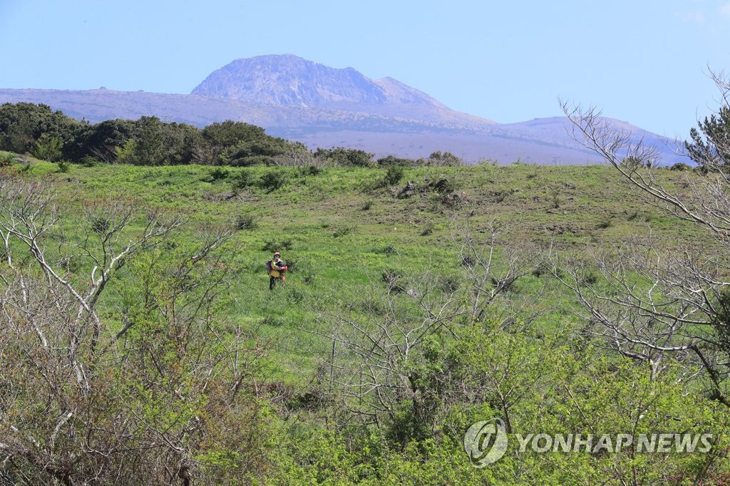 제주 들판서 고사리 채취 80대 여성 또 실종