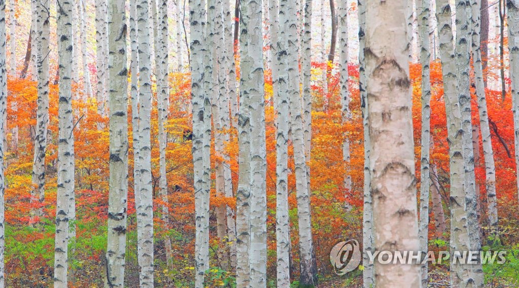 힐링에 나무 놀이까지…인제 자작나무숲 목재 문화체험장 조성