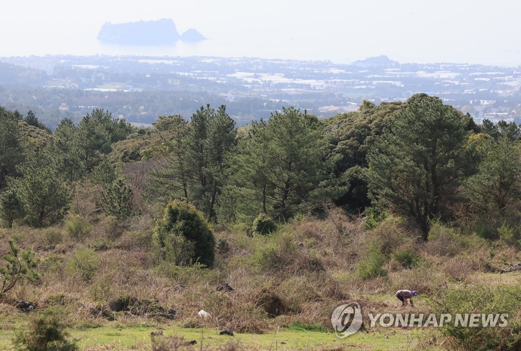 제주 들판서 고사리 채취 60대 나흘째 실종