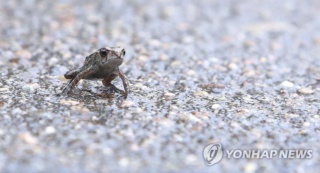 새끼 두꺼비 봄철 이동 돕는다…창원시, 생태사다리 설치