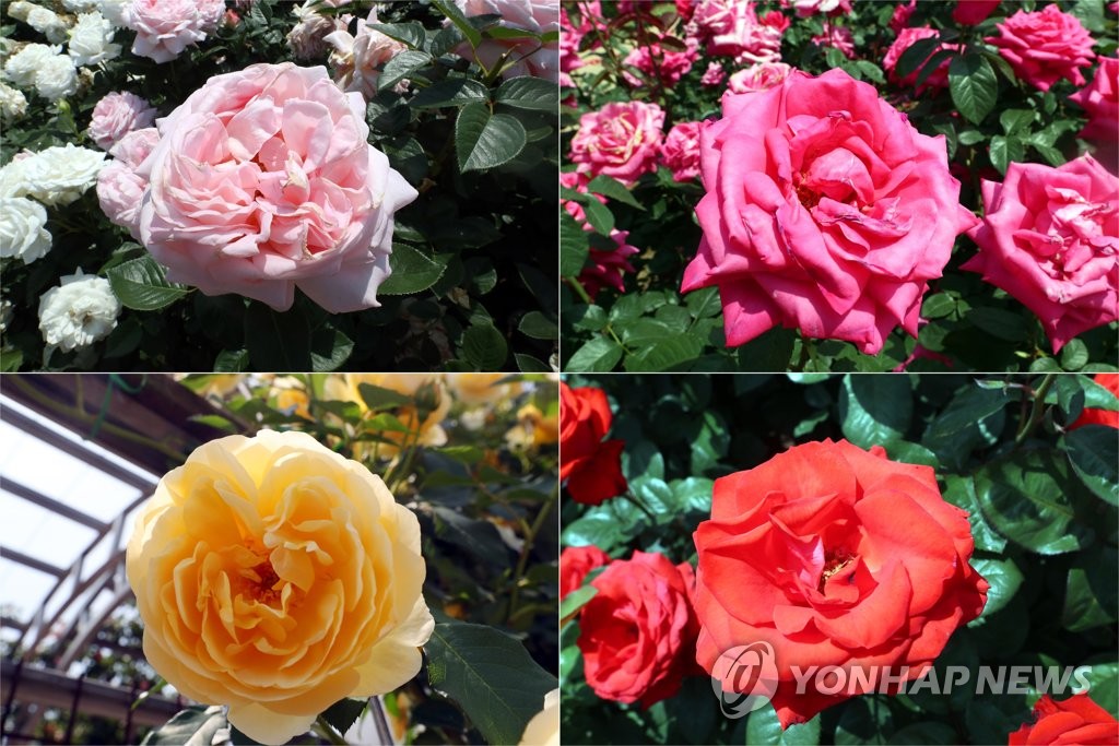'우리 모두가 장미' 곡성군 세계장미축제 5월 개최