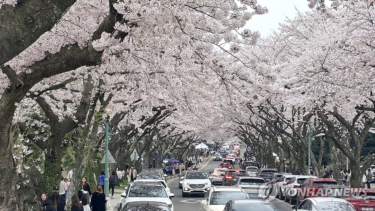 가로수 입양해 볼까…제주도 '반려가로수' 시범 실시