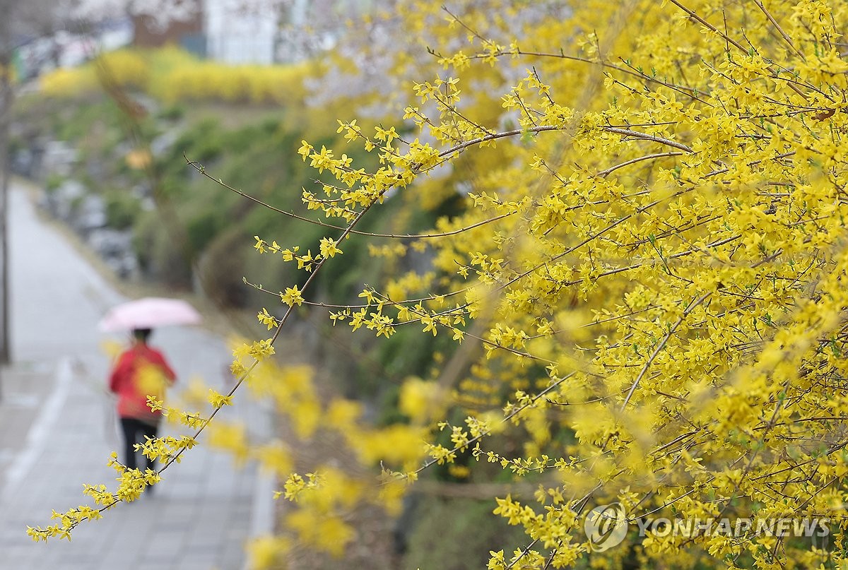 사전투표하고 꽃길만 걷자…서울시 추천 나들이 '봄꽃길'은?