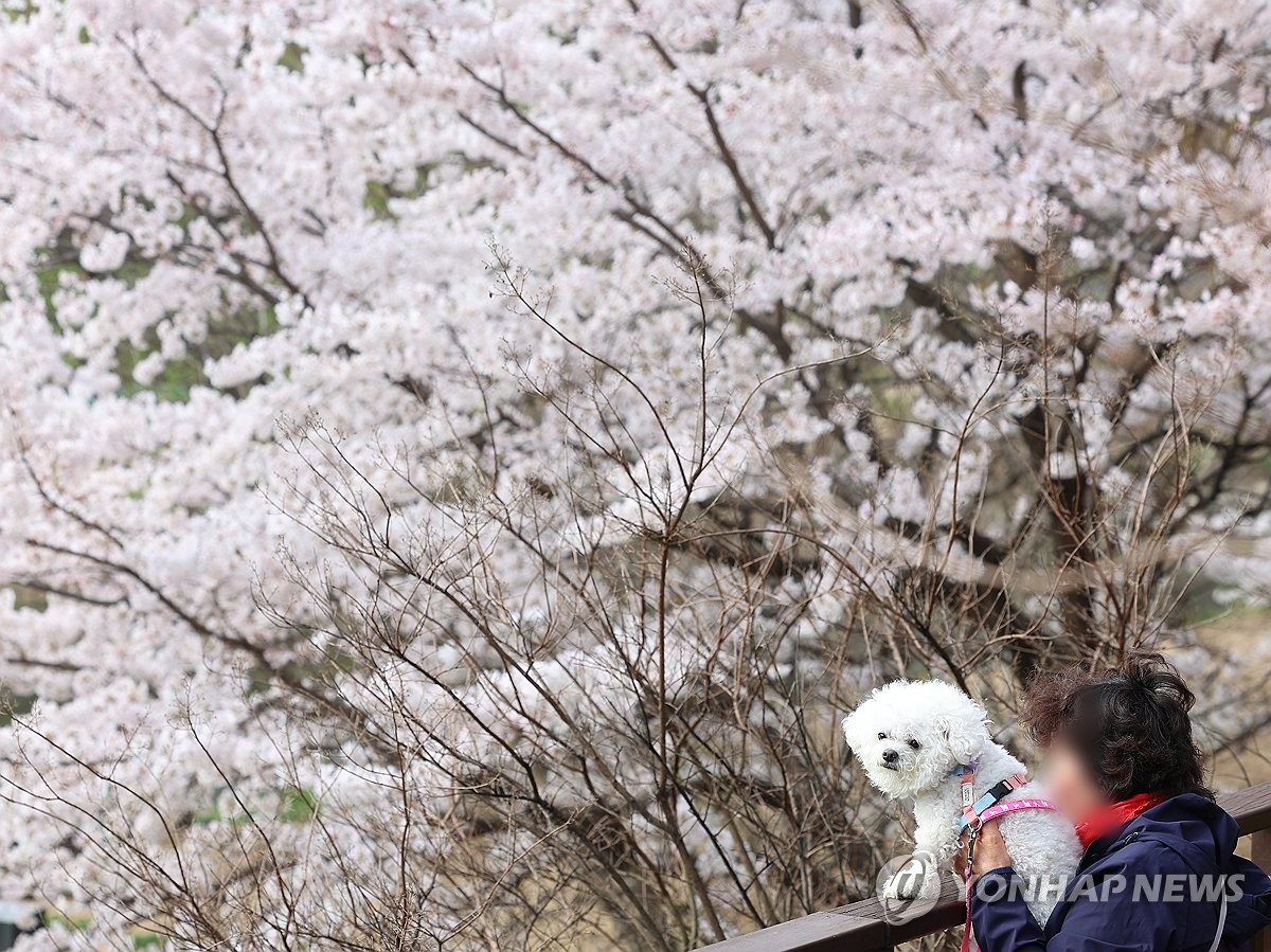 [날씨] 한낮 20도 넘어 맑고 포근한 봄…중서부 미세먼지 '나쁨'