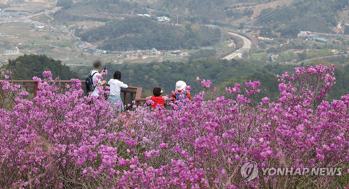 [사진톡톡] 분홍으로 물든 완연한 봄…창원 천주산 진달래 군락지