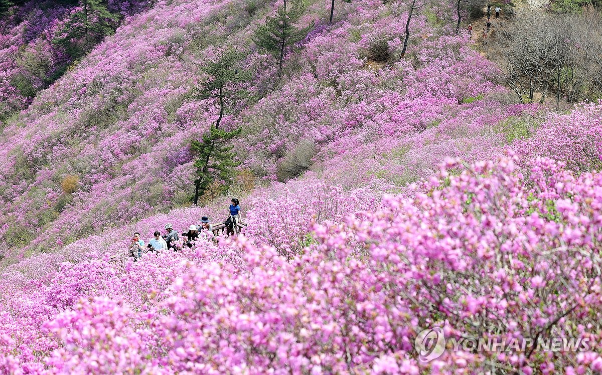 [사진톡톡] 분홍으로 물든 완연한 봄…창원 천주산 진달래 군락지