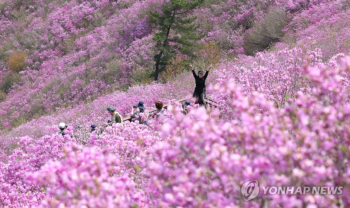 [사진톡톡] 분홍으로 물든 완연한 봄…창원 천주산 진달래 군락지