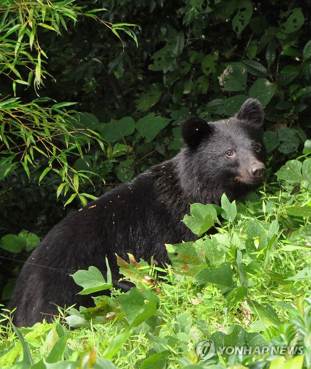 사람 습격 곰 증가에…日정부, '곰 포획' 지자체에 교부금 준다