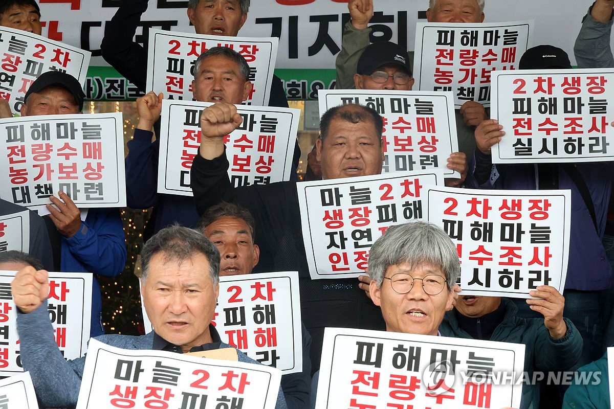 이상기후 여파로 '벌마늘' 피해 확산…농가들 전수조사 요구