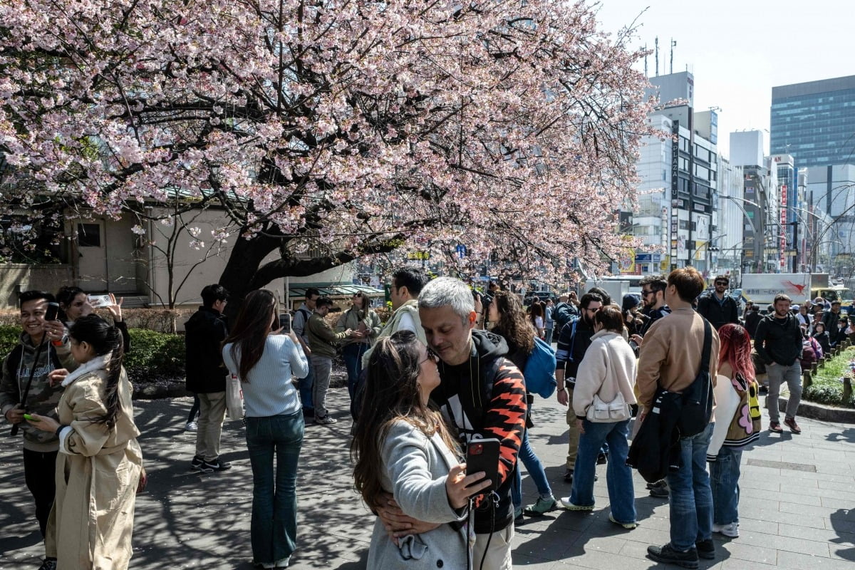 일본 도쿄 우에노 공원에서 시민들이 활짝 핀 벚꽃을사진으로 찍고 있다. 사진=연합뉴스