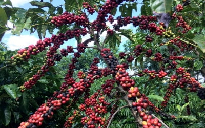 기후 변화에 급감하는 생두 수확량…커피값 다시 오르나 [원자재 포커스]