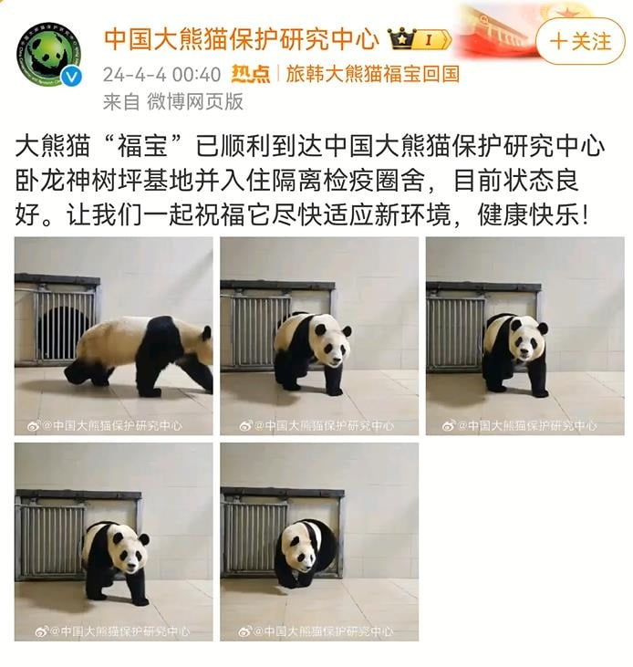 태어난 지 1천354일 만에 한국을 떠난 자이언트 판다 '푸바오'가 중국에 도착한 사진이 공개됐다.  4일 중국 매체 보도에 따르면 중국판다보호연구센터는 웨이보(微博·중국판 엑스)를 통해 푸바오가 워룽중화자이언트판다원(臥龍中華大熊猫苑) 선수핑기지(神樹坪基地)의 격리·검역 구역에 들어가는 사진 몇장을 공개했다.  [중국판다보호연구센터 웨이보 캡처] 사진=연합뉴스