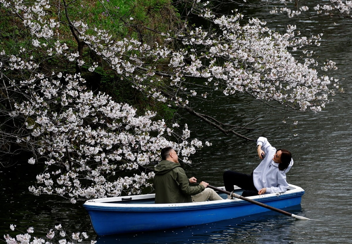 일본 도쿄의 고쿄(皇居, 일왕 거주지) 주변 해자에 조성된 지도리가후치 공원에서 관광객들이 보트를 타고 벚꽃놀이를 즐기고 있다. 사진=연합뉴스