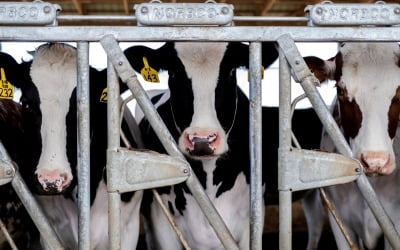 "젖소가 조류독감 옮겨"…콜롬비아, 美소고기 수입 금지령