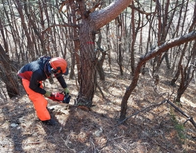 경북 소나무재선충병 감염목 4배 이상 증가…확산 방지 안간힘