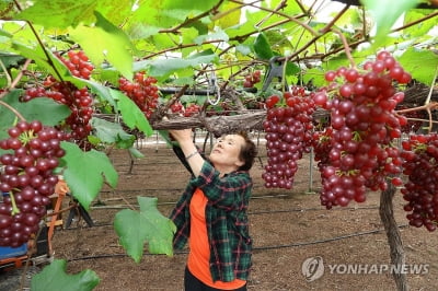 주말까지 기온 오름세…오늘 낮 전국 25도 안팎