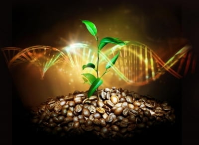 [사이테크+] "아라비카 커피, 최소 61만년 전 에티오피아 숲에서 탄생"