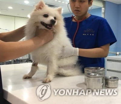 고양시, 광견병 취약 농업 지역 순회 예방접종