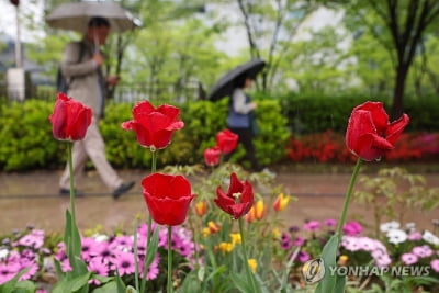 토요일 황사 씻어주고 더위 해소하는 비…대기질 '보통' 회복