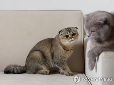 고양이 진료 불만…장검으로 동물병원 직원 협박한 노인