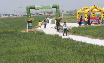 보리밭 사잇길로…군산 '꽁당보리축제' 5월 2일 개막