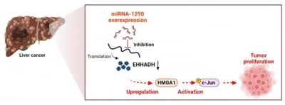 생명연, 마이크로 RNA 이용한 간암 성장 제어기술 개발