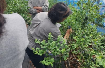 해남 블루베리 본격 수확…가온재배로 수확 2개월 먼저