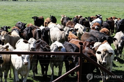 美 '조류인플루엔자 젖소 감염' 확산…당국, 가공 쇠고기 조사