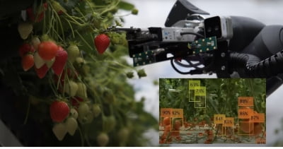 경북도,로봇과 AI가 딸기키우고 수확하는 애그테크 육성