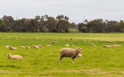"양들이 스트레스 받는다"...'동물복지'떄문에 수출금지 선언한 호주