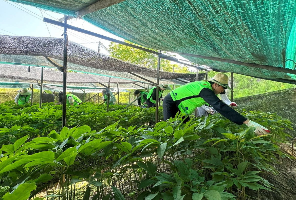 금호건설 임직원들이 농사 일손을 보태고 있다. 사진=금호건설