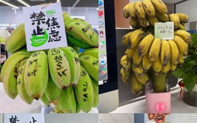 中 직장인 사이 유행…녹색 바나나 숙성해 '스트레스 해소'