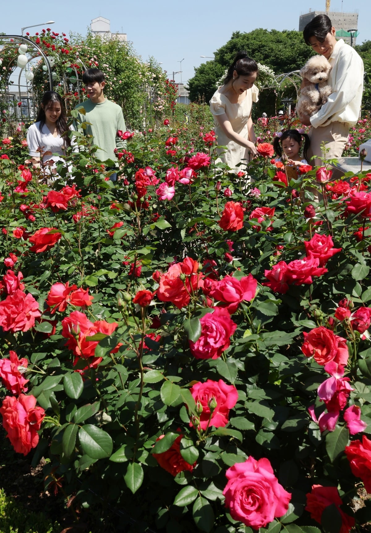 13일 서울 중랑구 장미공원을 찾은 시민들이 꽃 구경을 하며 시간을 보내고 있다. / 이솔 기자