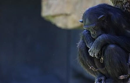 지난 16일 스페인 발렌시아 주 비오파크 동물원에서 죽은 새끼의 시신을 3개월간 데리고 다니는 침팬지 나탈리아가 바위 위에 앉아있다. /사진=연합뉴스