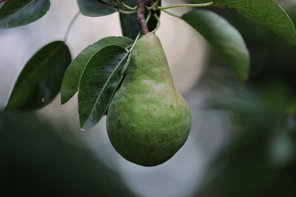 균형감이 돋보이는 고갱의 ‘사과, 배, 도자기 주전자가 있는 정물’