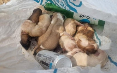 쓰레기봉투에 버려진 강아지 4마리 폐사…범인은 인근 주민