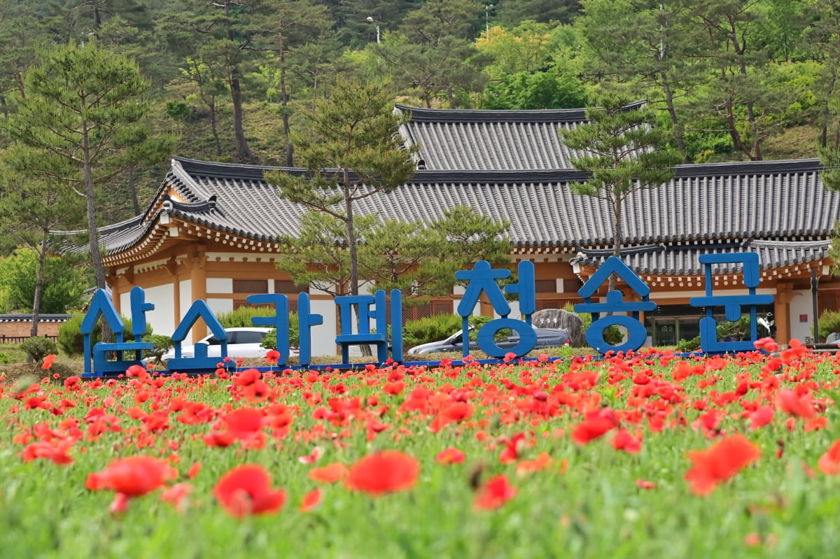 청송군 주왕산관광단지에 꽃양귀비 개화