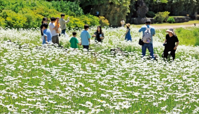 [포토] 데이지 꽃으로 물든 제주  