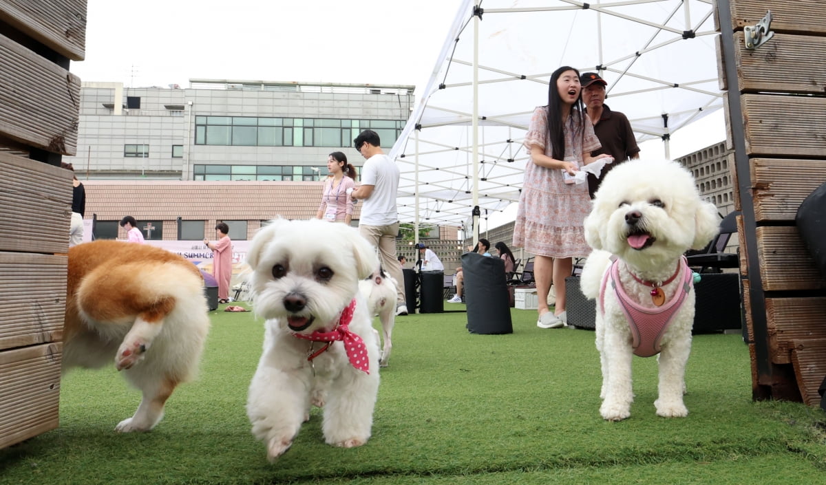 “어린이날도 없어질 판” 유치원 폐업수 늘고 견(犬)치원 시장 ‘활황’