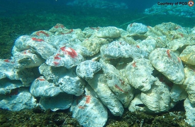 사라진 대왕조개에 죽은 바다거북…<br>필리핀 “중국 어부 때문”