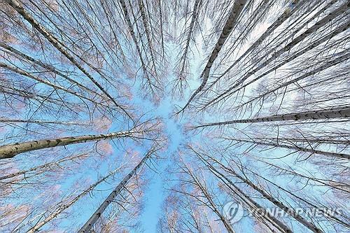 강원을 특별하게 만든다…산림이용진흥지구 제도 내달 본격 시행