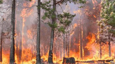印북부 우타라칸드 히말라야 지역 산불 7개월째…6명 사망